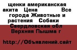 щенки американская акита › Цена ­ 30 000 - Все города Животные и растения » Собаки   . Свердловская обл.,Верхняя Пышма г.